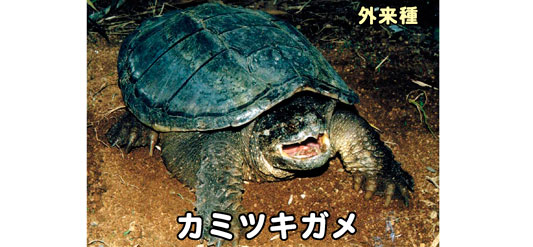 カミツキガメの特徴