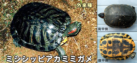 ミシシッピアカミミガメの特徴