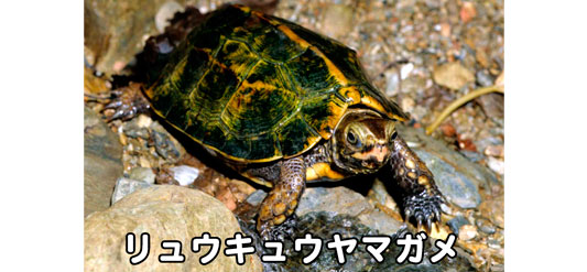 リュウキュウヤマガメの特徴
