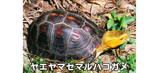 ヤエヤマセマルハコガメの特徴